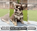 Small #11 French Bulldog