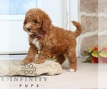Small #3 Goldendoodle (Miniature)