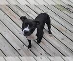 Small #1 American Pit Bull Terrier