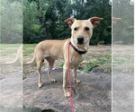 Small Photo #12 Labrador Retriever-Unknown Mix Puppy For Sale in Euless, TX, USA