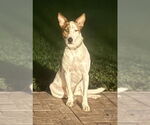 Small #1 German Shepherd Dog Mix