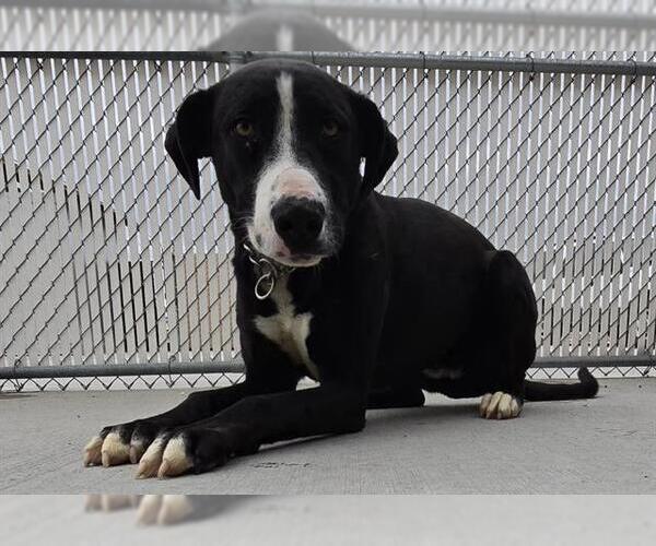 Medium Photo #1 Mutt Puppy For Sale in HESPERIA, CA, USA