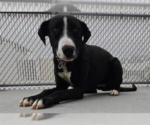 Mutt Dogs for adoption in HESPERIA, CA, USA