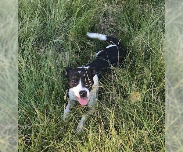 Medium Photo #2 Feist Terrier-Unknown Mix Puppy For Sale in Jackson, MS, USA