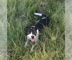 Small #1 Feist Terrier Mix