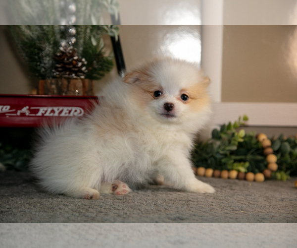 Medium Photo #16 Pom-A-Poo Puppy For Sale in NAPPANEE, IN, USA