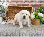 Image preview for Ad Listing. Nickname: Jamie