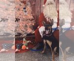 Small Photo #11 Doberman Pinscher-German Shepherd Dog Mix Puppy For Sale in Spring, TX, USA