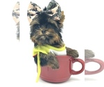 Small Photo #13 Yorkshire Terrier Puppy For Sale in CORAL SPRINGS, FL, USA