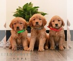 Small Photo #2 Golden Retriever Puppy For Sale in LITITZ, PA, USA