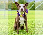 Small #42 American Pit Bull Terrier-Labrador Retriever Mix