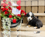 Puppy Blossom Bernese Mountain Dog