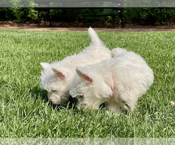 Medium Photo #14 West Highland White Terrier Puppy For Sale in LAKE FOREST, IL, USA