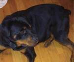 Small Photo #14 Great Pyrenees-Rottweiler Mix Puppy For Sale in SALEM, AR, USA