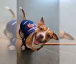 Small #2 Beagle-Chihuahua Mix