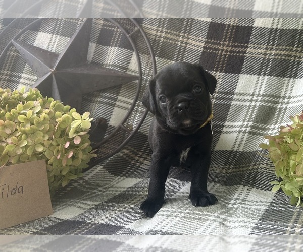 Medium Photo #1 Puggle Puppy For Sale in ELKTON, VA, USA