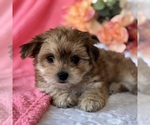 Small #6 Morkie