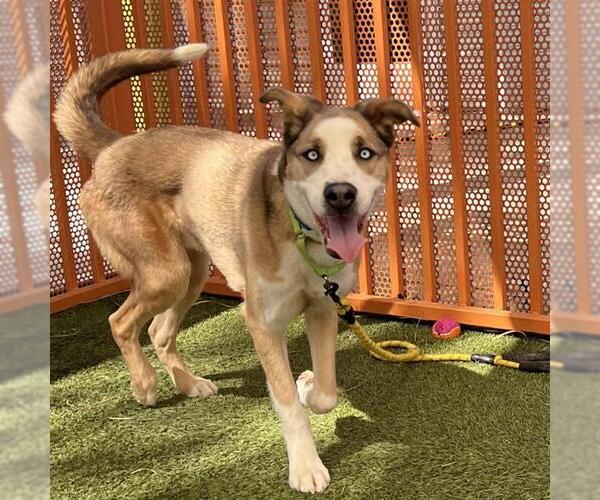 Medium Photo #1 Siberian Husky-Unknown Mix Puppy For Sale in Las Vegas, NV, USA