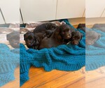 Small Photo #3 Boykin Spaniel Puppy For Sale in CROWNSVILLE, MD, USA