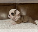 Puppy Cannoli Bulldog