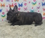 Small Photo #14 French Bulldog Puppy For Sale in BLAKESBURG, IA, USA