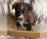 Small #5 Miniature Australian Shepherd