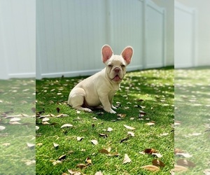 French Bulldog Puppy for sale in CORAL SPRINGS, FL, USA