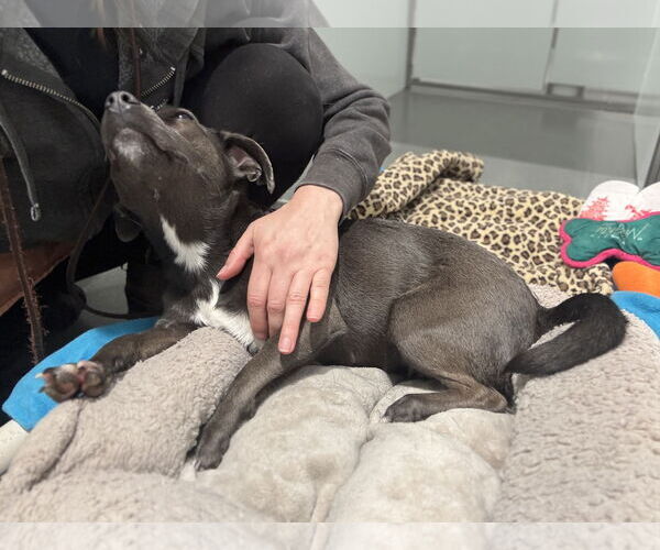 Medium Photo #16 Chiweenie Puppy For Sale in San Francisco, CA, USA