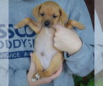 Small #2 Italian Greyhuahua