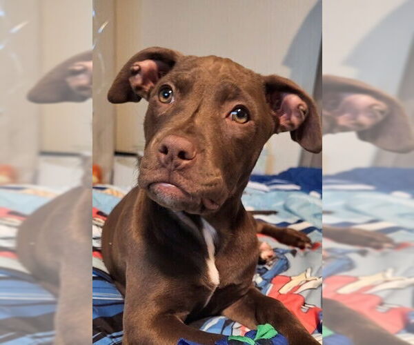 Medium Photo #17 Mutt Puppy For Sale in Mooresville, NC, USA