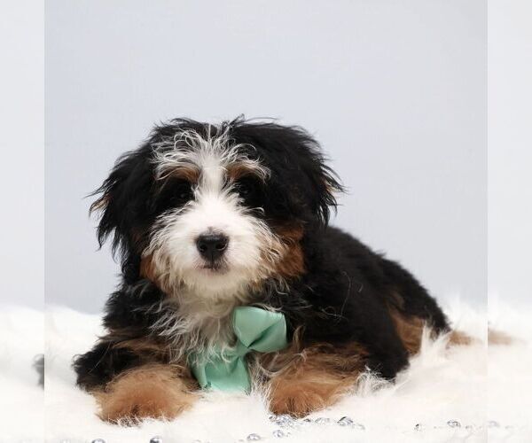 Medium Photo #1 Bernedoodle (Miniature) Puppy For Sale in LIVINGSTON, WI, USA