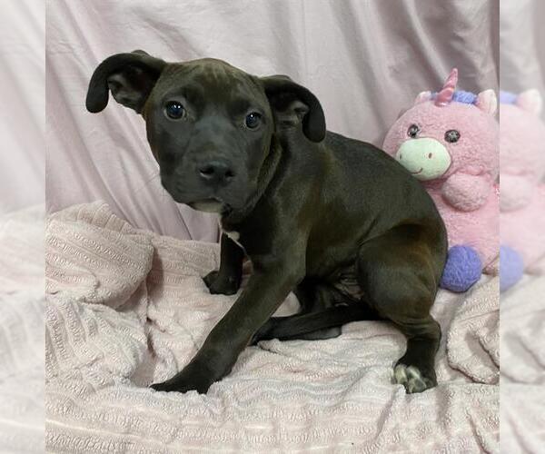 Medium Photo #1 Mutt Puppy For Sale in Modesto, CA, USA