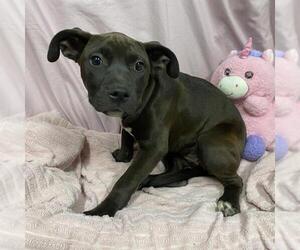 Mutt Dogs for adoption in Modesto, CA, USA