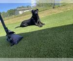 Small #3 Labrador Retriever Mix