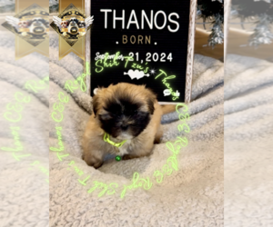 Shih Tzu Puppy for sale in ATHENS, GA, USA