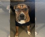 Small #2 American Pit Bull Terrier Mix