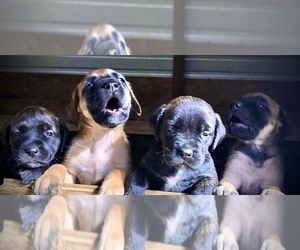 Mastiff Puppy for sale in BRANTLEY, AL, USA