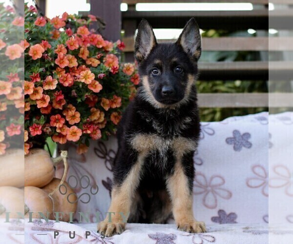 Medium Photo #3 German Shepherd Dog Puppy For Sale in LANCASTER, PA, USA