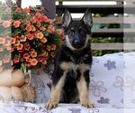 Captain - Male German Shepherd Dog Puppy for Sale - Photo #3