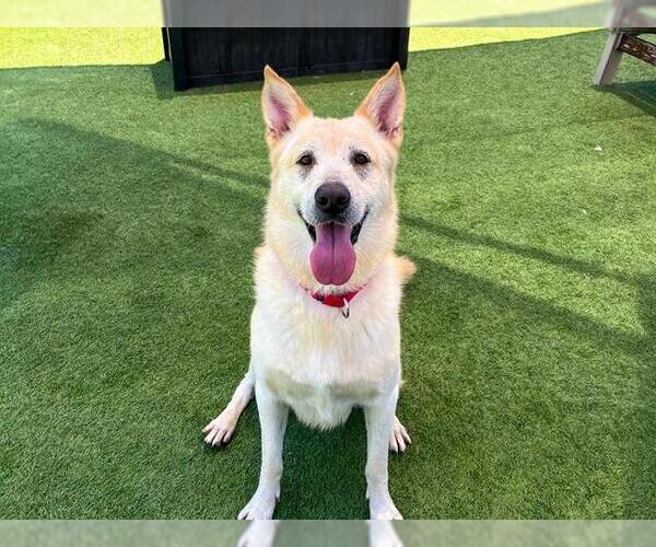 Medium Photo #3 German Shepherd Dog-Unknown Mix Puppy For Sale in Orange, CA, USA
