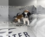 Small #4 Jack Russell Terrier-Shih Tzu Mix