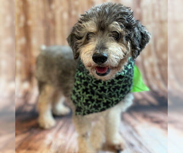 Medium Photo #13 Mutt Puppy For Sale in Arlington, VA, USA