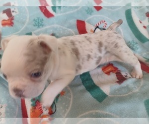 Boston Terrier Puppy for Sale in ANNISTON, Alabama USA