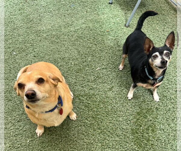 Medium Photo #2 Chihuahua Puppy For Sale in Tempe , AZ, USA