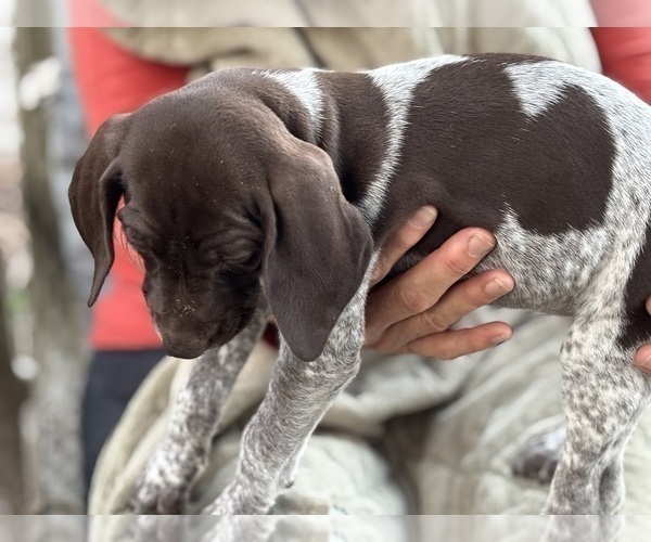 Medium Photo #3 German Shorthaired Pointer-German Wirehaired Pointer Mix Puppy For Sale in DEFUNIAK SPRINGS, FL, USA