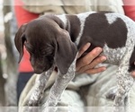 Small #2 German Shorthaired Pointer-German Wirehaired Pointer Mix