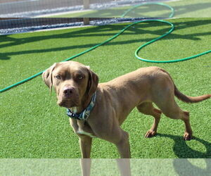 Chocolate Labrador retriever-Unknown Mix Dogs for adoption in Chestertown, MD, USA