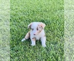 Small #8 Miniature Australian Shepherd