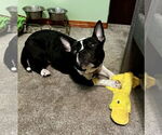 Small #12 American Staffordshire Terrier-Boston Terrier Mix