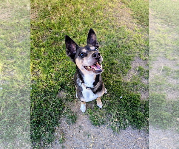 Medium Photo #2 Chihuahua-Unknown Mix Puppy For Sale in Chandler, AZ, USA